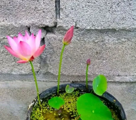 夏季养花，一定要养碗莲花，来看看养护方法吧(如何养碗莲花)